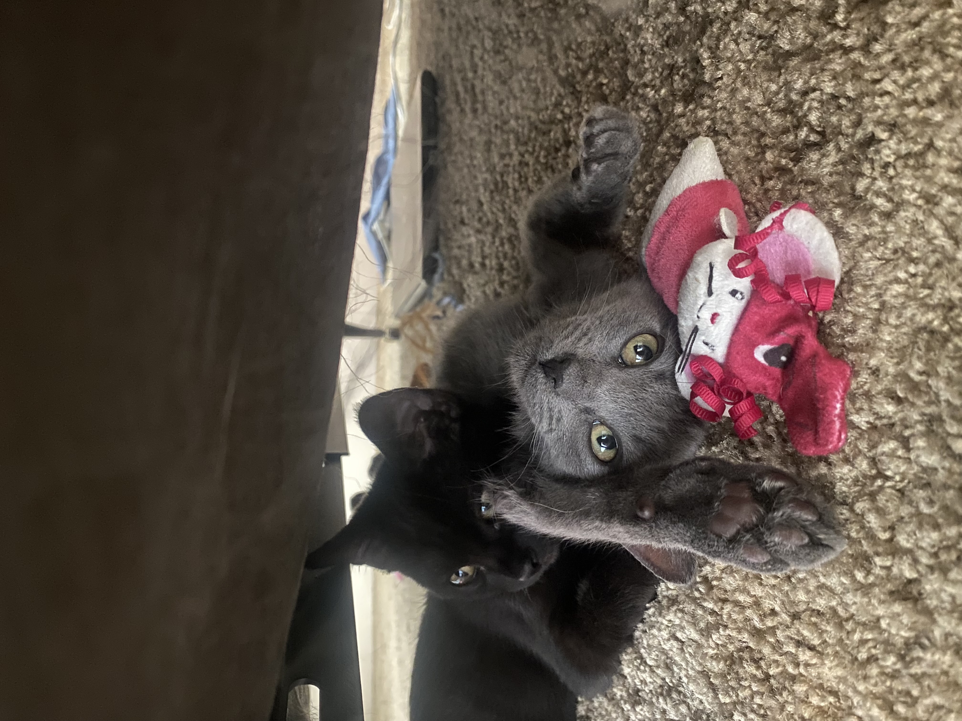 Picture of the Animal Listed